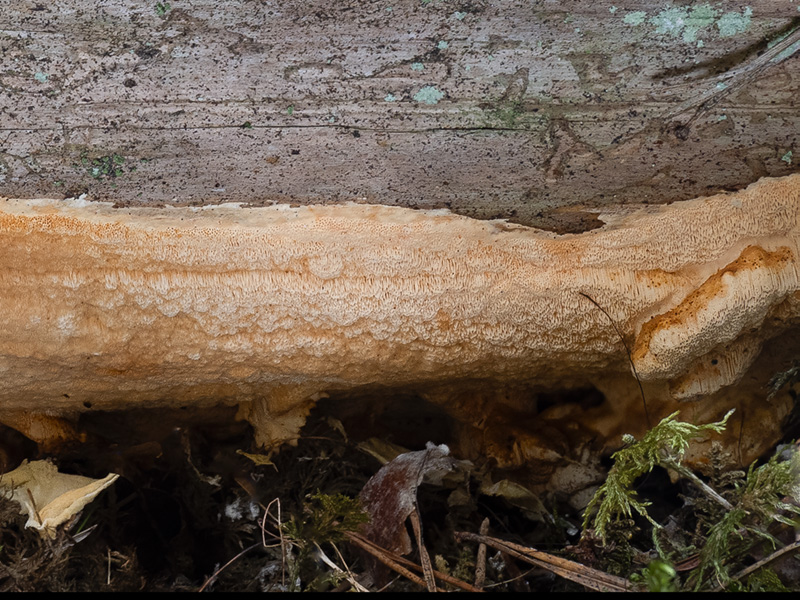 Perenniporia subacida